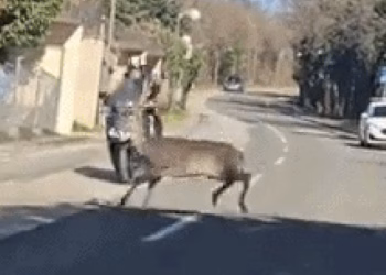 Foto: skrinshot drustvene mreže