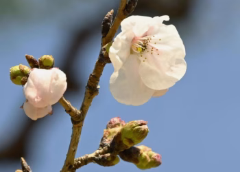 Foto: TANJUG/(Kyodo News via AP)