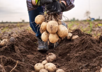 Foto: Shutterstock. com