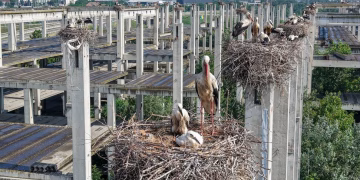 Foto: Tanjug / Društvo za zaštitu i proučavanje ptica Srbije (Nenad Mihajlović)