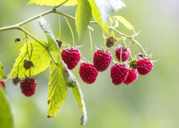 Foto: Envato