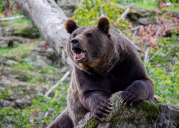 Foto: Shutterstock. com.