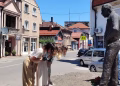 Foto: Pozorište "Zoran Radmilović"