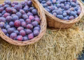 Foto: Unsplash