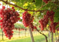 Foto: Preuzeta fotografija/Shutterstock com.