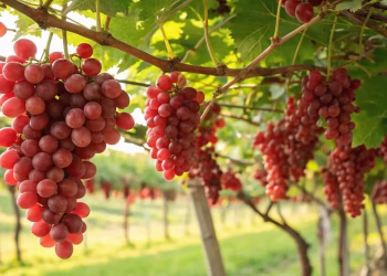 Foto: Preuzeta fotografija/Shutterstock com.